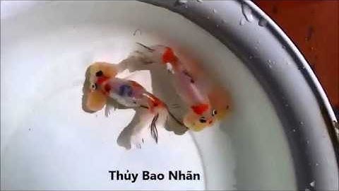 Các Loại Cá Vàng, Cá Ba Đuôi Đẹp