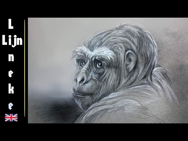 Charcoal Drawing - Gorilla : r/drawing
