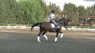 Super elegant grand prix schoolmaster for sale. 16.1 1/2 hds imported
swedish gelding. very easy and fun to ride. solid dressage shown
success...