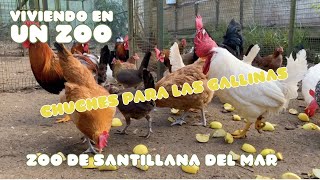 Viviendo en un zoo: Chuches para las gallinas | Zoo de Santillana