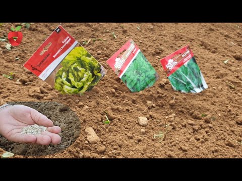 Video: Šta je rudarska salata - Saznajte više o njezi biljke Claytonia
