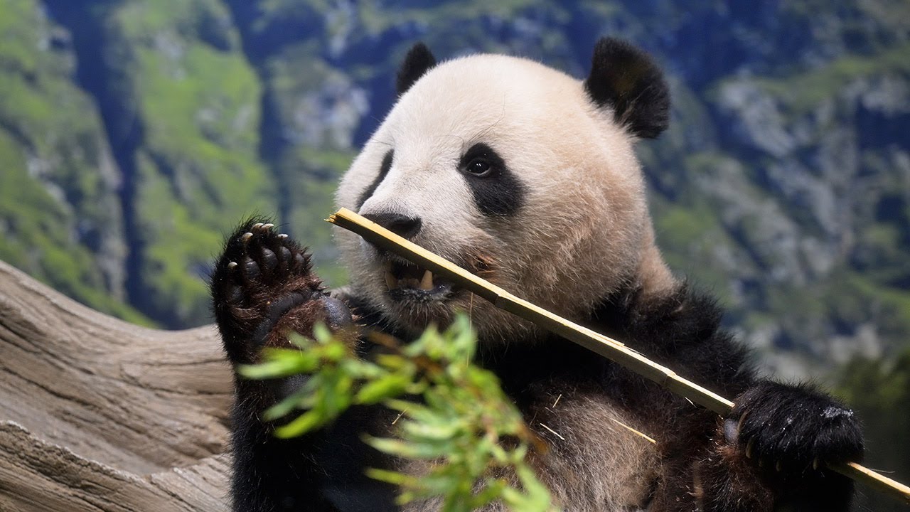 パンダサイト 3点 The seventh miracle panda cub, 