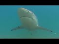عشرات الآلاف من أسماك القرش تسبح على سواحل فلوريدا