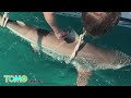 عشرات الآلاف من أسماك القرش تسبح على سواحل فلوريدا