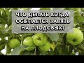 Опадает завязь на плодовых? Как это избежать - 100% результат!