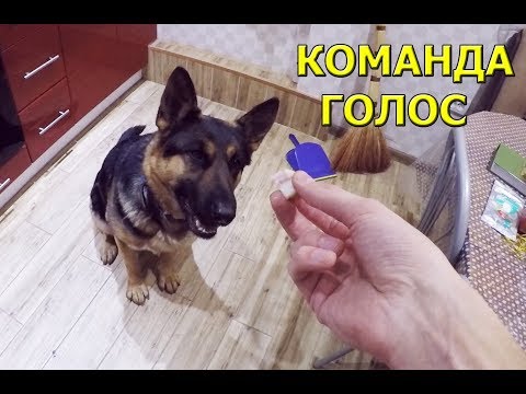 Как научить овчарку команде голос!