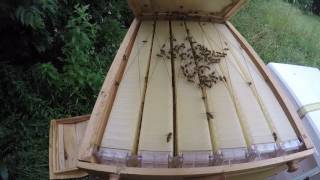 Waxing flow frames follow up Beginning beekeeping in Texas