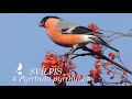 Putni / Birds : SVILPIS /Pyrrhula pyrrhula/. Bullfinch. Gimpel.