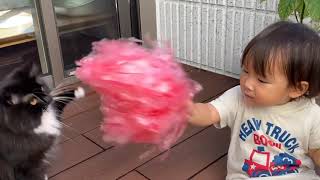 娘のポンポンダンスを邪魔する猫　ラガマフィン　Cats that interfere with the dance of one-year-olds