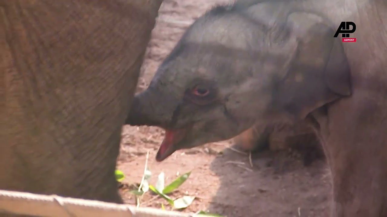Rare Elephant Birth: Mother and Calf Bond at Copenhagen Zoo - YouTube