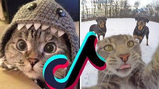 Pet Cats & Cute Baby Kittens Vs Logic 😹 Don't Hold Back The Laughter - Funny Videos TikTok Mashup by Boop Boop 1 view 1 year ago 13 minutes, 50 seconds