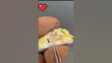 Helps gecko remove pus clumps.