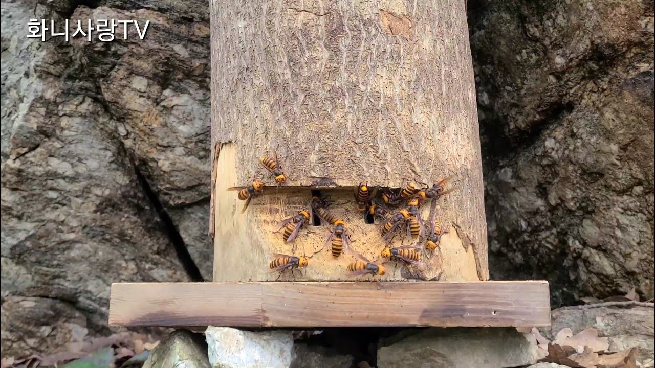 1편. 장수말벌의 습격~~ 토종벌들이 속수무책으로 당하고 있다!!!