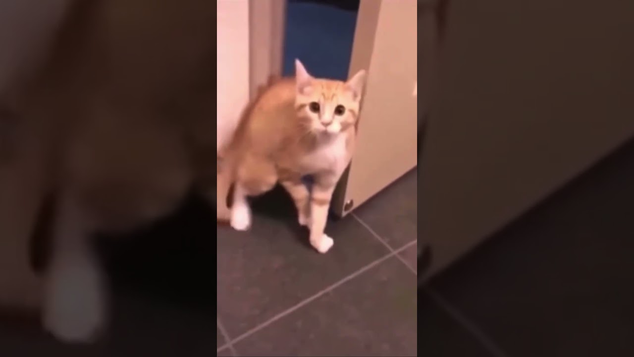 Funny cats. 01 What happened? 