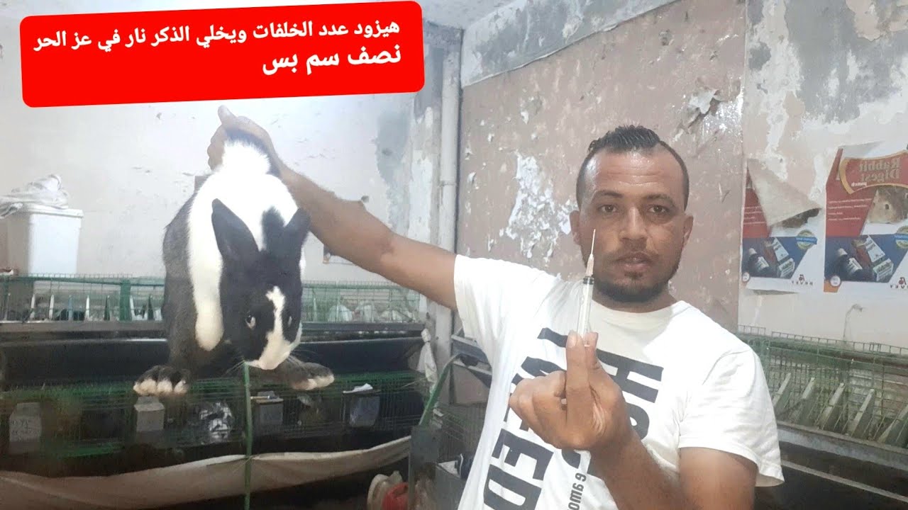 الذكر مش عايز يلقح بنصف سنتي بس هيبقى نار وهيزود عدد الخلفات ورفع كفاءه الارنب