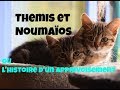 Thémis et Noumaios ou le travail de sociabilisation