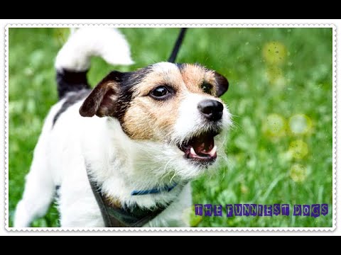 top-10-dog-barking-videos-compilation-2020-|-dog-barking-sound---the-funniest-dogs