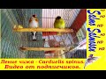 Пение чижа - Carduelis spinus. Видео от подписчиков.