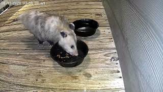 Hungry Possum Stopped By For Food