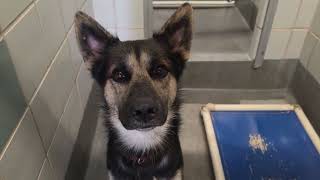 Acs A741775