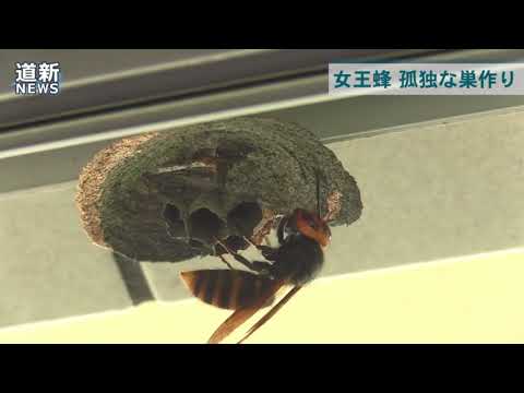 女王の孤独な巣作り コガタスズメバチ Youtube