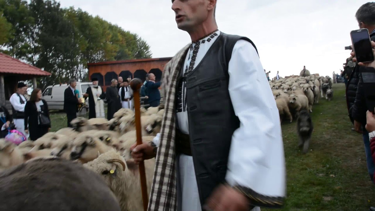 coboratul oilor la loman 23.09.18