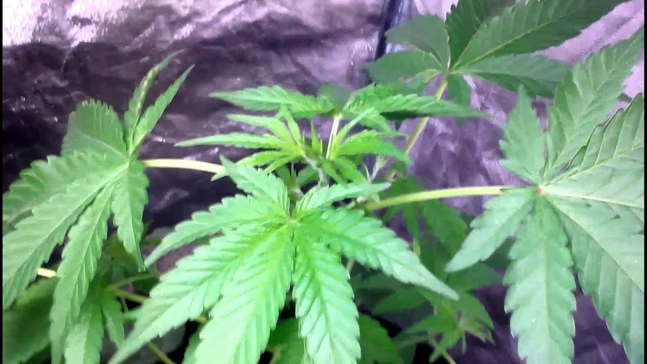 Growing weed with -TDWS- 4X4 Grow tent - YouTube
