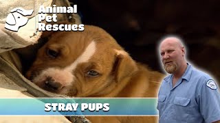 Dog Rescue to Save Emaciated Dog and Her Pups | Full Episode | Animal Pet Rescues