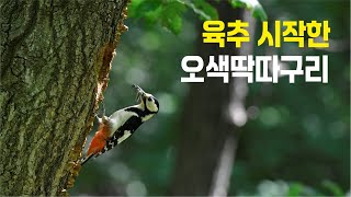 4K, 동네 야산 탐조 중에 발견한 오색딱따구리 둥지에서의 육추