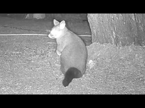 Trail cam