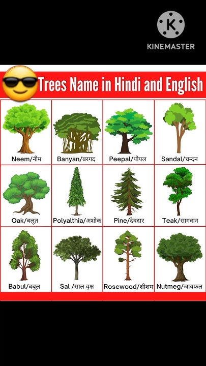 list-of-tree-name-in-hindi-and-english-tree-name-in-english-and-hindi