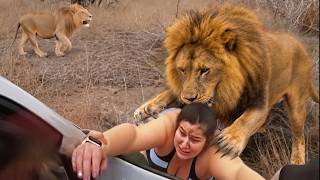 Most Brutal Animal Attacks Caught on Camera | Top Scary Animal Encounters
