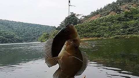 Câu đài hồ tự nhiên | Giật cháy lông nách | 13kg một buổi chiều!