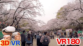 [VR180] VR Cherry Blossom Viewing in Ueno TOKYO / 3D video in V180 format