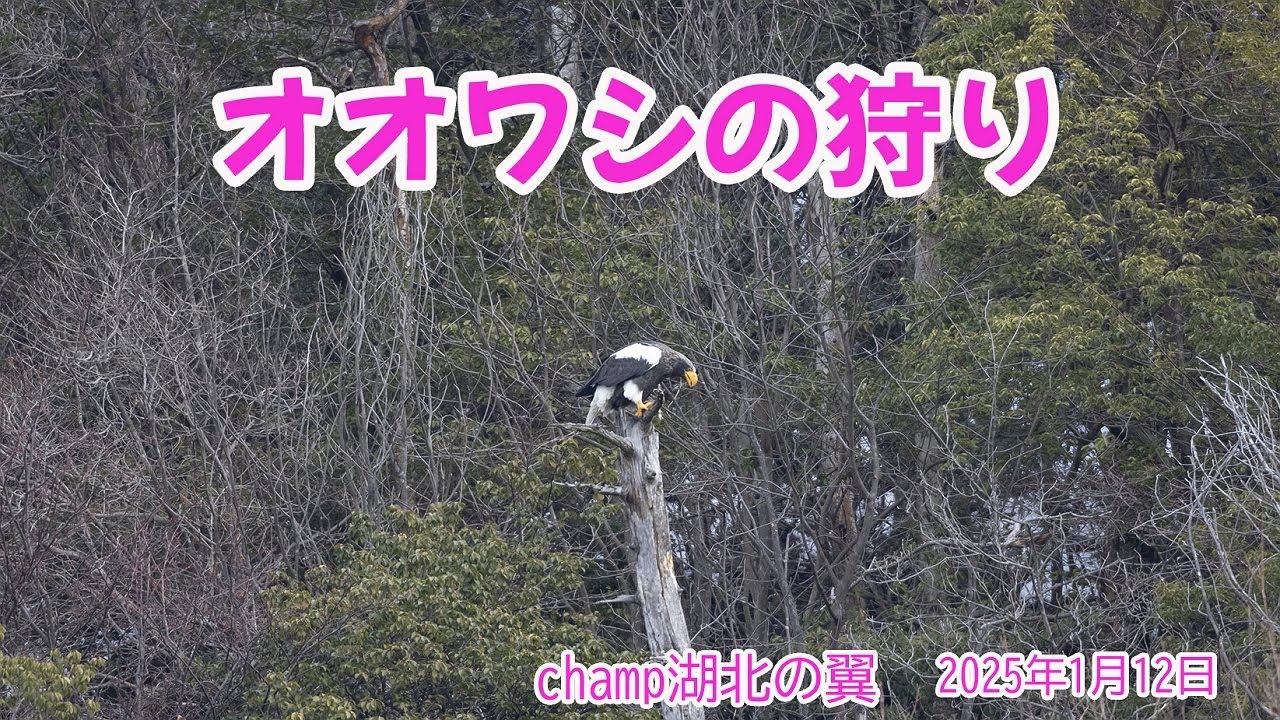 山本山オオワシの狩り　20250112