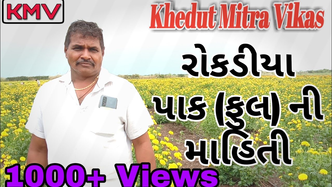 રોકડીયા પાક (ફુલ) ની માહિતી #sunflower farming #ful ni kheti #safal khedut #farm #flower cultivation