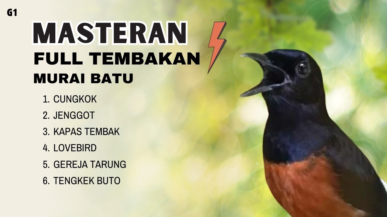 MASTERAN CUNGKOK JENGGOT KATEM LOVEBIRD + Suara Air Mengalir | Fokus & Nembak Panjang