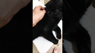 Котик нюхает палец прикол #shorts