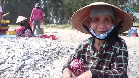 Nghề Truyền Thống - Quảng Trị | Ngư Dân Kéo Mẻ Lưới Rùng 2 Tấn Cá