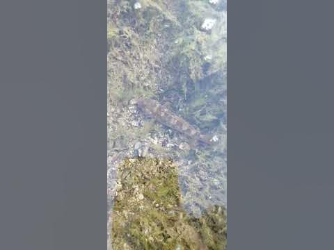 рыбка бычок. #рыбалка #рыба - YouTube