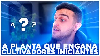 A planta que engana cultivadores iniciantes