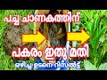 പച്ച ചാണകത്തിന് പകരം ഇതു മതി / Venda krishi / വെണ്ട കൃഷി / Ladies finger farming