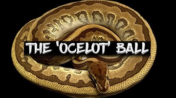 The Amazing Potential of the 