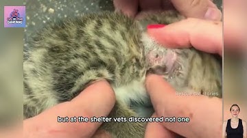 Top 5 Most Shocking Botfly Cases in Cats – You Won’t Believe #rescuecat #cat #catrescue #botfly