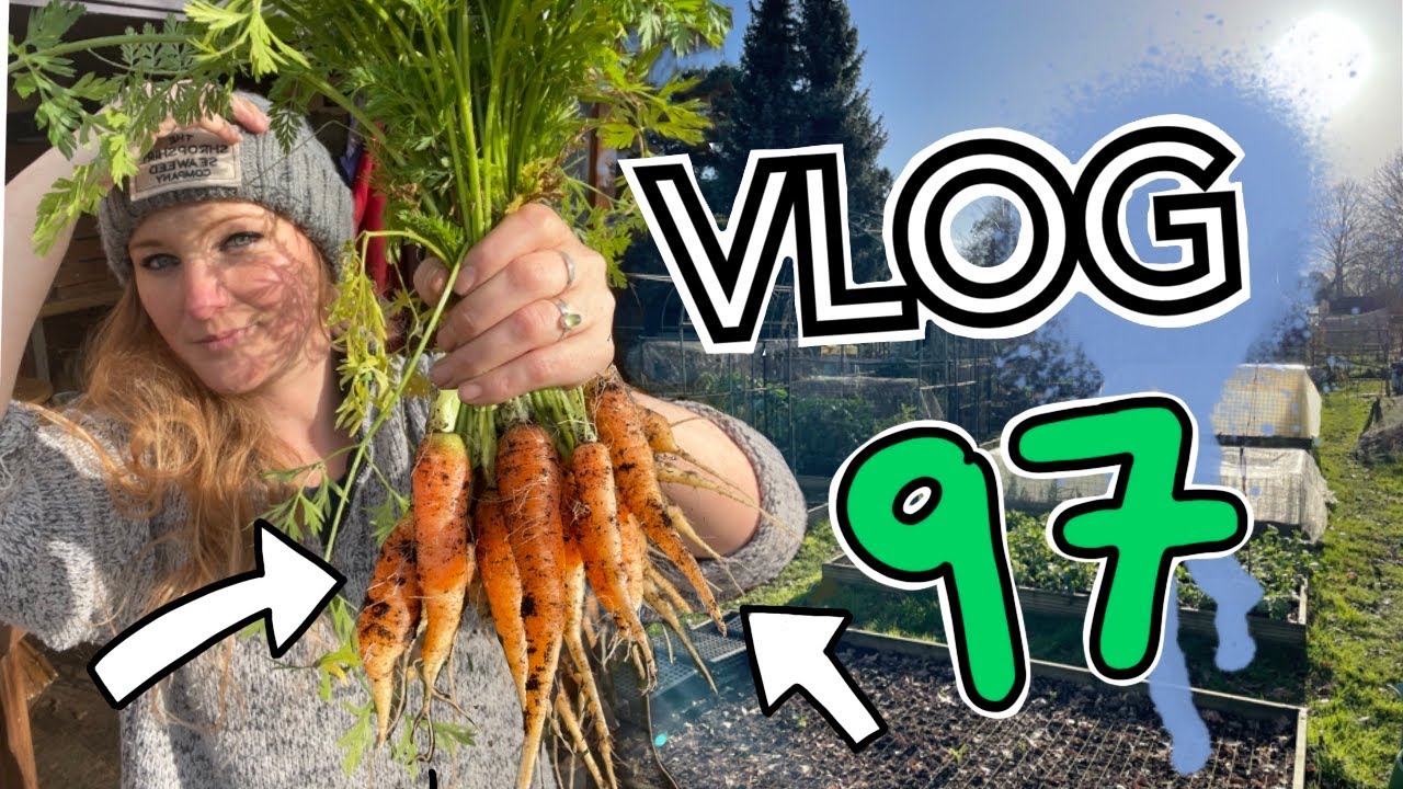 #97 February Carrots and surprise Parsnips, Moving the Compost and ...