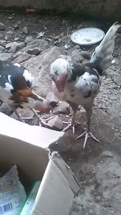 Ayam geleng :v ( perhatikan yang teliti )