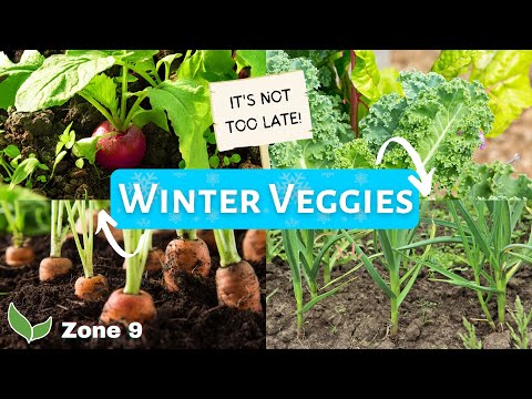 וִידֵאוֹ: ירקות אזור 9 לחורף - איך לגדל גינת ירקות חורפית באזור 9