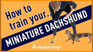 How to Train Your Miniature Dachshund