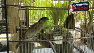 Cucak pantai gacor ❗ masteran paling jitu .sang juara bertahan dari Papua