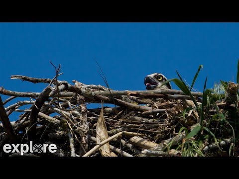 osprey nest branch view
